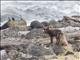 Arctic Fox (Alopex lagopus)