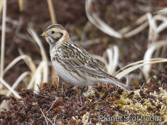 Lapland Longspur (Calcarius lapponicus) - Female Breeding