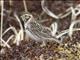 Lapland Longspur (Calcarius lapponicus) - Female Breeding