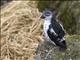Least Auklet (Aethia pusilla)
