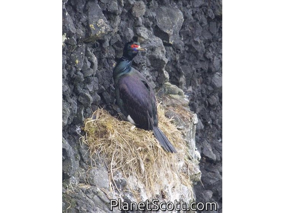 Red-faced Cormorant (Phalacrocorax urile)