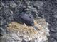 Red-faced Cormorant (Phalacrocorax urile)