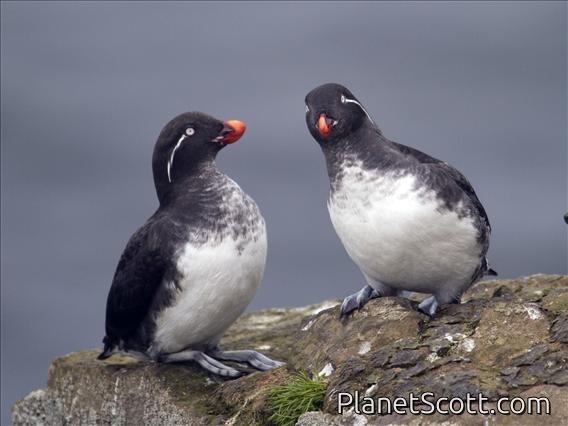 Parakeet Auklet (Cyclorrhynchus psittacula)