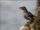 Crested Auklet (Aethia cristatella)