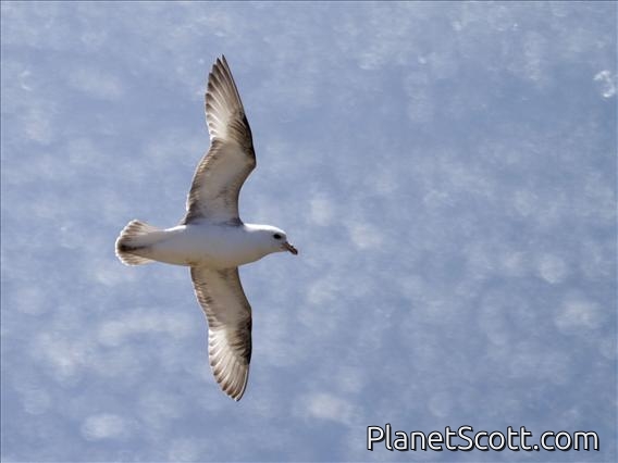 Northern Fulmar (Fulmarus glacialis)