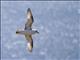 Northern Fulmar (Fulmarus glacialis)