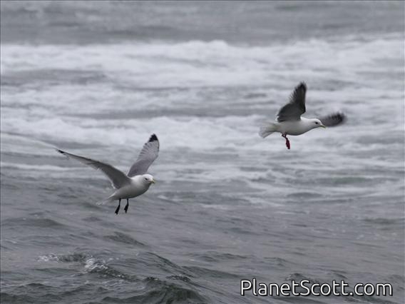 St. George Island - Kittiwakes