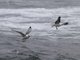 St. George Island - Kittiwakes
