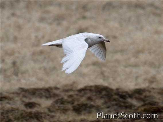 Glaucous Gull (Larus hyperboreus) - 2nd Summer