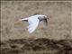 Glaucous Gull (Larus hyperboreus) - 2nd Summer