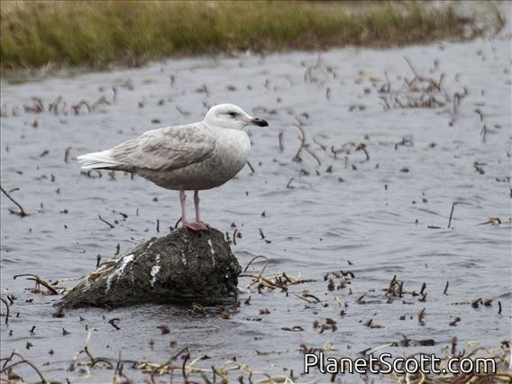Glaucous-winged Gull (Larus glaucescens) - 1st Summer