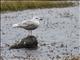 Glaucous-winged Gull (Larus glaucescens) - 1st Summer