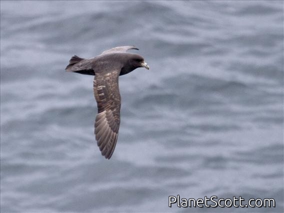 Northern Fulmar (Fulmarus glacialis) - Dark Morph