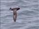 Northern Fulmar (Fulmarus glacialis) - Dark Morph
