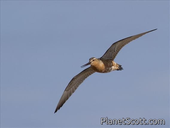 Bar-tailed Godwit (Limosa lapponica)