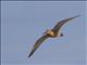 Bar-tailed Godwit (Limosa lapponica)