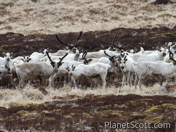 Caribou (Rangifer tarandus)