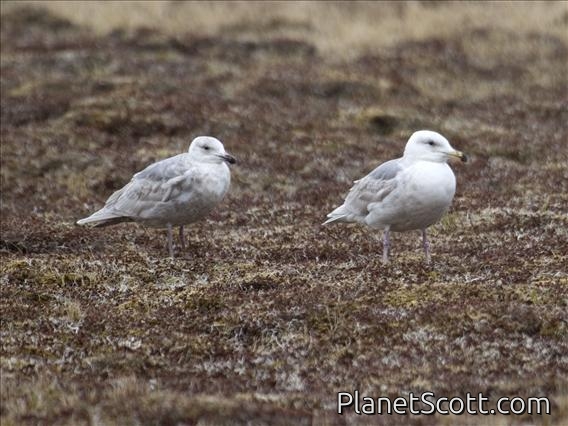 Glaucous-winged Gull (Larus glaucescens) - Sub-Adults