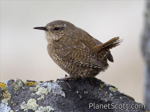 Winter Wren (Troglodytes troglodytes)