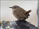 Winter Wren (Troglodytes troglodytes)