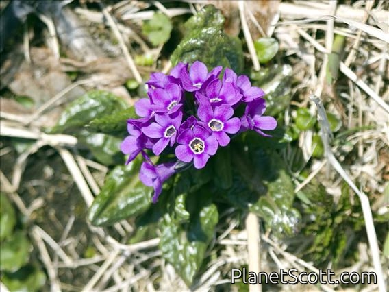 Chukchi Primrose (Primula tschuktschorum)