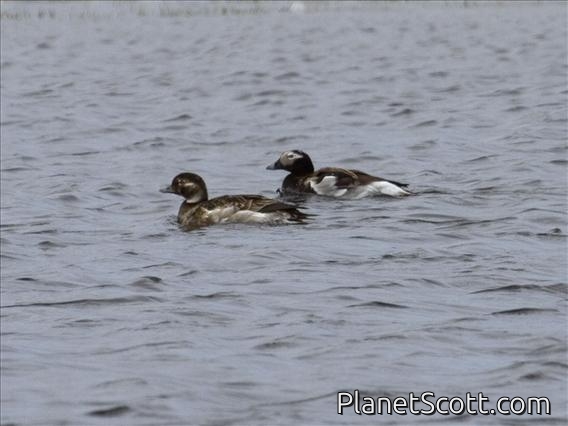 Long-tailed Duck (Clangula hyemalis)