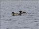 Long-tailed Duck (Clangula hyemalis)