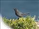 Rusty Blackbird (Euphagus carolinus)