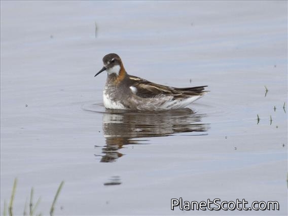 Red-necked Phalarope (Phalaropus lobatus) - Male Breeding