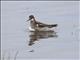 Red-necked Phalarope (Phalaropus lobatus) - Male Breeding