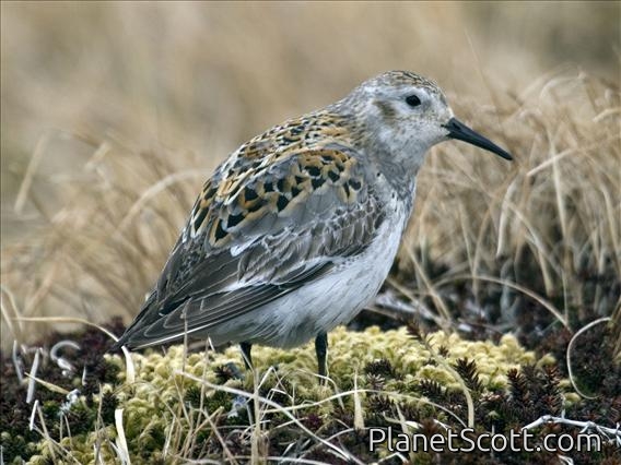 Rock Sandpiper (Calidris ptilocnemis)