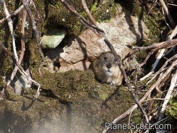 Brown Lemming (Lemmus trimucronatus nigripes)