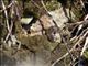Brown Lemming (Lemmus trimucronatus nigripes)