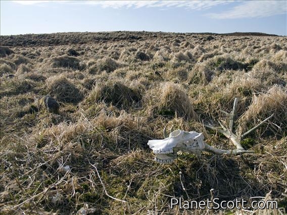 St. George Island - Reindeer Skull