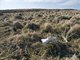 St. George Island - Reindeer Skull