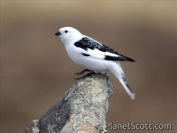 Snow Bunting (Plectrophenax nivalis) - Male