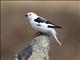 Snow Bunting (Plectrophenax nivalis) - Male