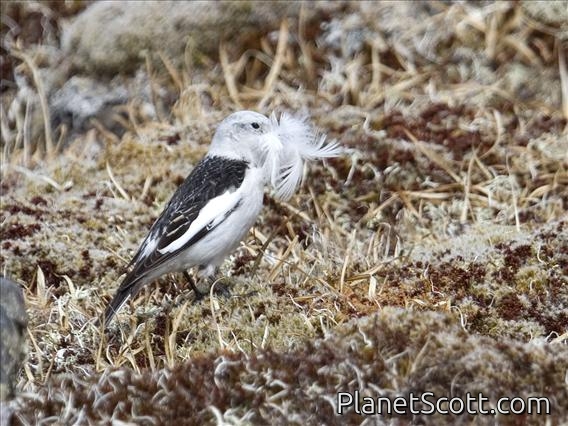 Snow Bunting (Plectrophenax nivalis) - Female