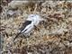 Snow Bunting (Plectrophenax nivalis) - Female