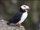 Horned Puffin (Fratercula corniculata)