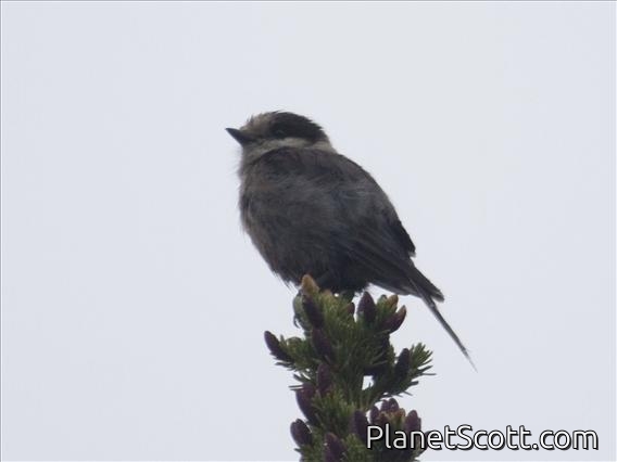 Grey Jay (Perisoreus canadensis)