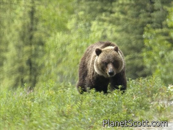 Brown Bear (Ursus arctos)