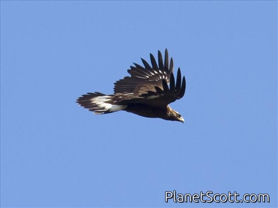 Golden Eagle (Aquila chrysaetos)