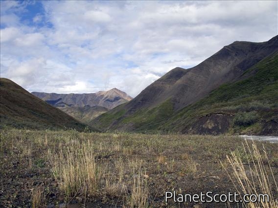 Denali - Our Campsite