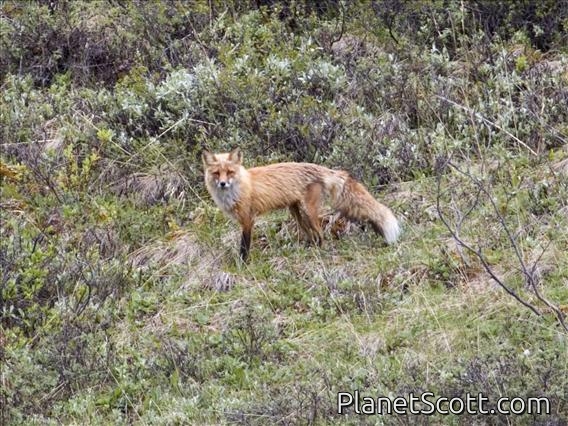 Red Fox (Vulpes vulpes)