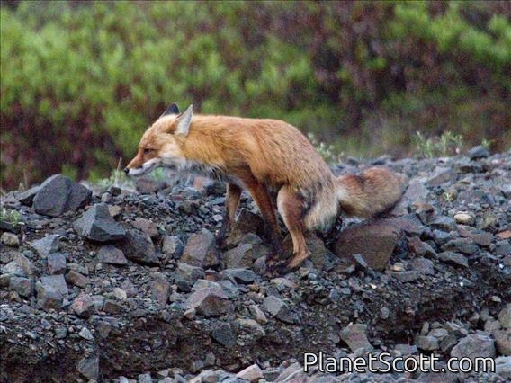 Red Fox (Vulpes vulpes) - Marking Territory