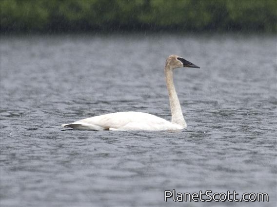 Trumpeter Swan (Cygnus buccinator)