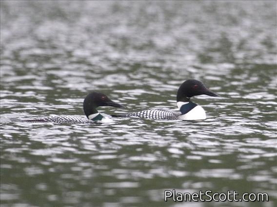 Common Loon (Gavia immer) - Breeding