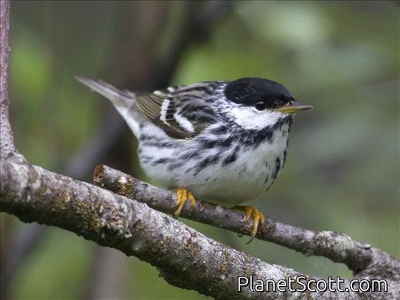 Blackpoll Warbler (Dendroica striata)