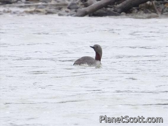 Red-throated Loon (Gavia stellata) - Breeding